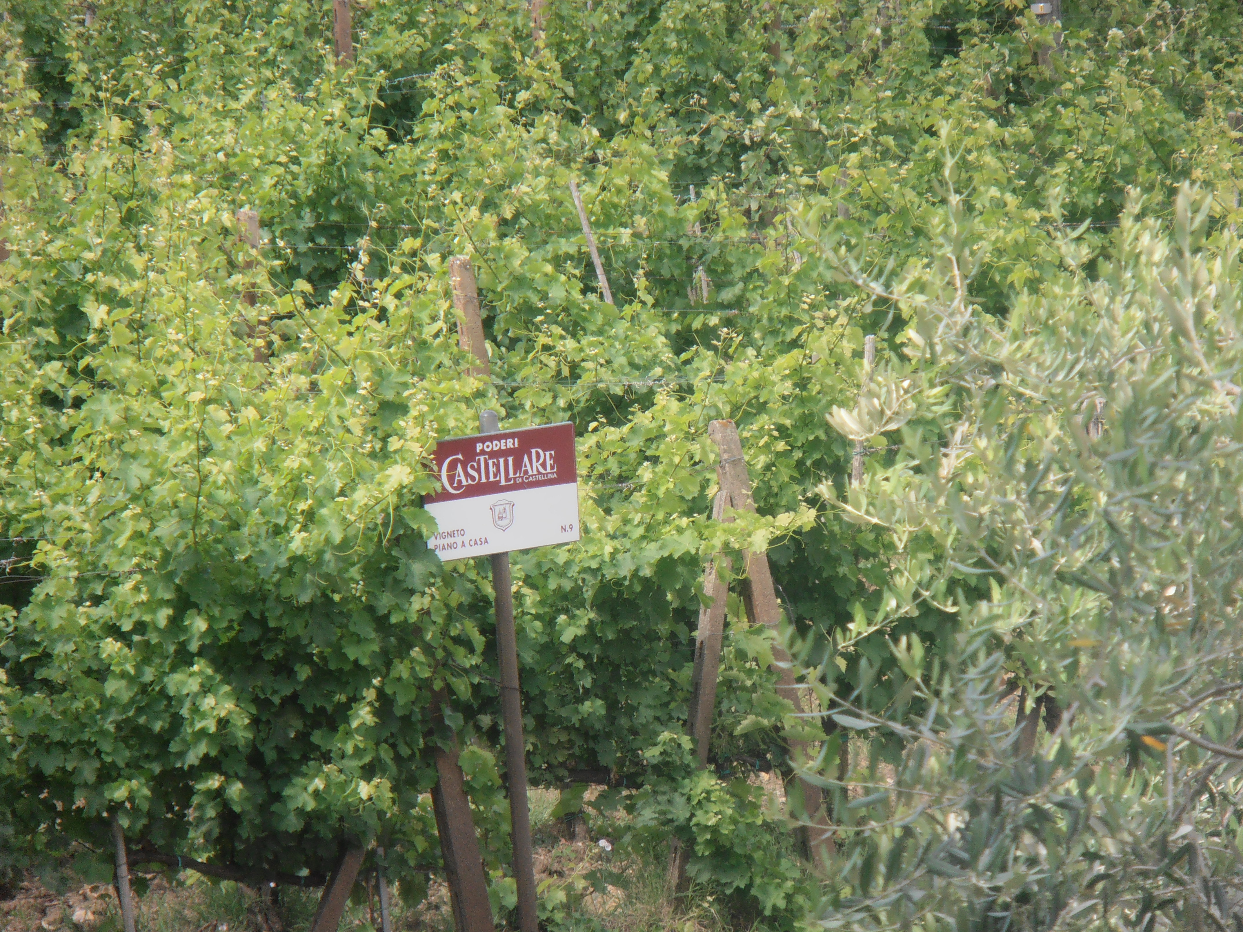 Wijngaard Castellare