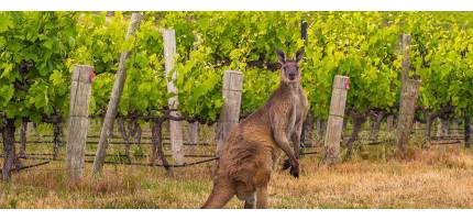 Corona-proof-doos II - 'Down Under'