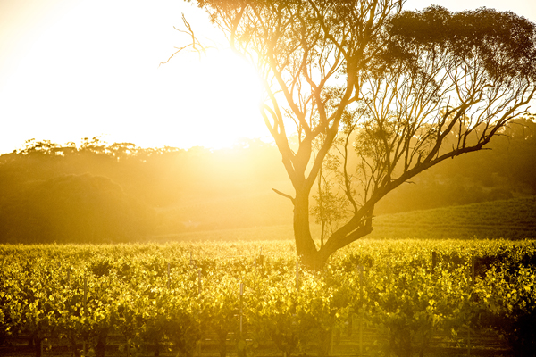 Torbreck zonsondergang