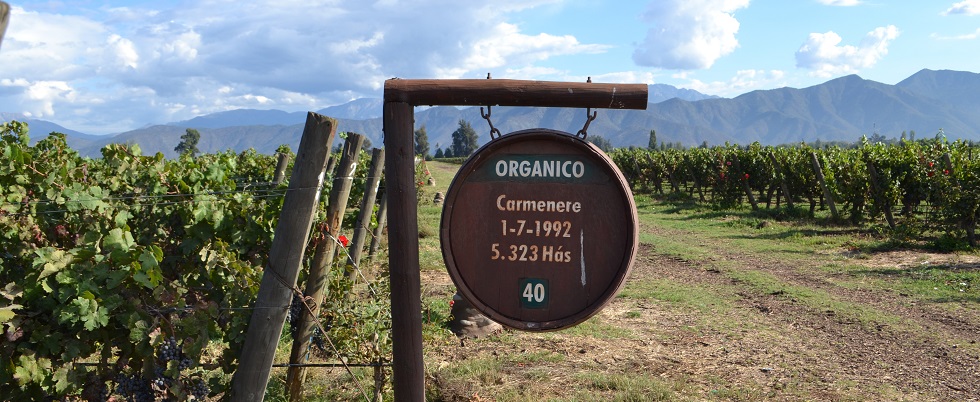 Organic vineyard De Martino